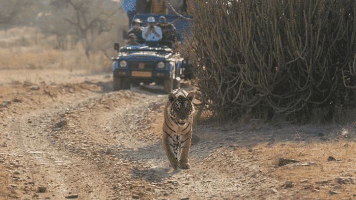 A Trip To Ranthambore National Park