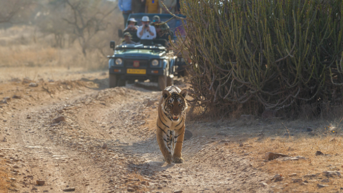 A trip To Ranthambore Tiger Reserve For A Winter Jungle Safari
